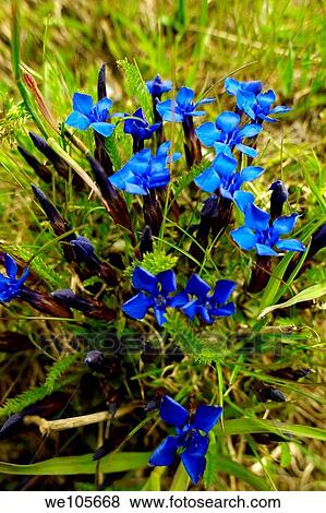 Spring Gentian Gentiana Verna - Bernese Alps Switzerland View Large Photo Image Stock Photo - Spring Gentian Gentiana Verna - Bernese Alps Switzerland. Fotosearch