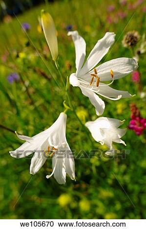 St Bruno´s Lily Paradisea lilliastrum Alpine summer meadow Bernese Alps View Large Photo Image Stock Image - St Bruno´s Lily Paradisea lilliastrum Alpine summer meadow Bernese Alps. Fotosearch