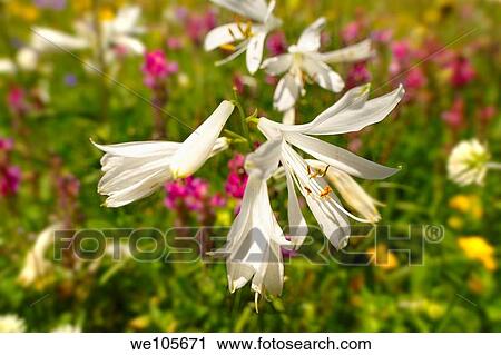 Stock Image - St Bruno´s Lily Paradisea lilliastrum Alpine summer meadow Bernese Alps. Fotosearch