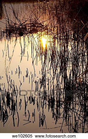 Swamp of river Toce, Lake Maggiore, Piedmont, Italy View Large Photo Image Stock Photography - Swamp of river Toce, Lake Maggiore, Piedmont, Italy. Fotosearch