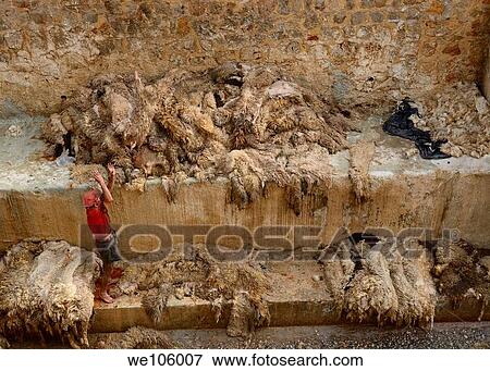 Tannery worker throwing pelts after washing fresh sheep skins in the Fes river after Eid al Adha Morocco View Large Photo Image Stock Photo - Tannery worker throwing pelts after washing fresh sheep skins in the Fes river after Eid al Adha Morocco. Fotosearch