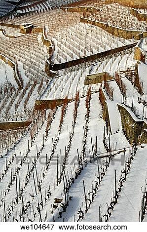 Terraced vineyards in the UNESCO World Heritage site Lavaux near Riva, cantone of Vaud, Switzerland View Large Photo Image Stock Photo - Terraced vineyards in the UNESCO World Heritage site Lavaux near Riva, cantone of Vaud, Switzerland. Fotosearch