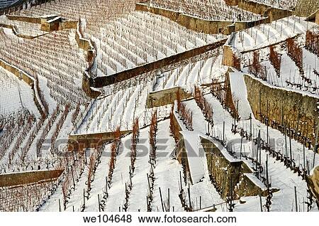 Stock Photo - Terraced vineyards in the UNESCO World Heritage site Lavaux near Riva, cantone of Vaud, Switzerland. Fotosearch