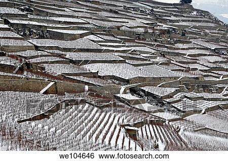 Stock Photograph - Terraced vineyards in the UNESCO World Heritage site Lavaux near Riva, cantone of Vaud, Switzerland. Fotosearch