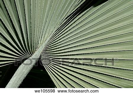 Texture of the fan palm Bismarkia Nobilis from Madagascar at Majorelle Garden Marrakech, Morocco View Large Photo Image Stock Photo - Texture of the fan palm Bismarkia Nobilis from Madagascar at Majorelle Garden Marrakech, Morocco. Fotosearch