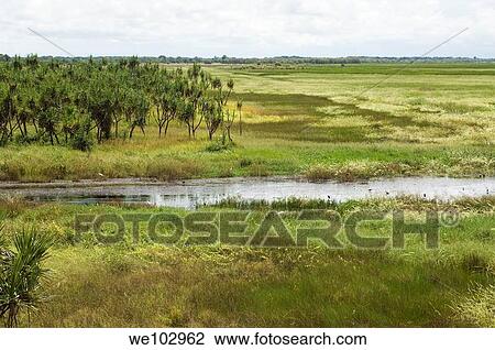 The floodplain at Fog Dam, in the Northern Territory of Australia View Large Photo Image Stock Image - The floodplain at Fog Dam, in the Northern Territory of Australia. Fotosearch