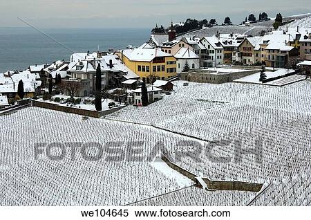 The municipality of Rivaz between snow-covered vineyards and Lac Leman, Lake Geneva, in the UNESCO World Heritage site Lavaux at a cold winter day, cantone of Vaud, Switzerland View Large Photo Image Stock Photography - The municipality of Rivaz between snow-covered vineyards and Lac Leman, Lake Geneva, in the UNESCO World Heritage site Lavaux at a cold winter day, cantone of Vaud, Switzerland. Fotosearch