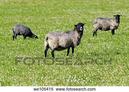 Three sheep on pasture, Sweden View Large Photo Image Stock Photography - Three sheep on pasture, Sweden. Fotosearch