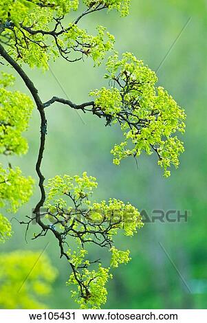 Tree at Springtime, Sweden View Large Photo Image Stock Image - Tree at Springtime, Sweden. Fotosearch