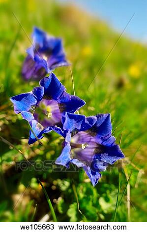 Trumpet Gentian Gentiana Acaulis Faulhorn Mountain, Bernese Alps Switzerland Europe View Large Photo Image Stock Image - Trumpet Gentian Gentiana Acaulis Faulhorn Mountain, Bernese Alps Switzerland Europe. Fotosearch