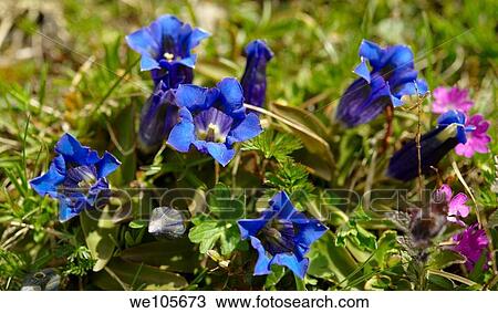 Trumpet Gentian Gentiana Acaulis Faulhorn Mountain, Bernese Alps Switzerland Europe View Large Photo Image Stock Image - Trumpet Gentian Gentiana Acaulis Faulhorn Mountain, Bernese Alps Switzerland Europe. Fotosearch