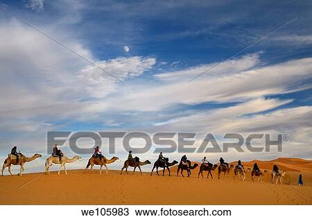 Tuareg blue Berber man leading a group of camel riders to the Erg Chebbi desert in Morocco with moon View Large Photo Image Stock Image - Tuareg blue Berber man leading a group of camel riders to the Erg Chebbi desert in Morocco with moon. Fotosearch