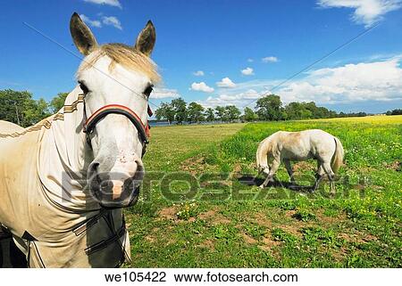 Two horses in a field, Sweden View Large Photo Image Stock Image - Two horses in a field, Sweden. Fotosearch