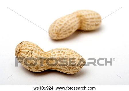 Two unshelled peanuts On white Background View Large Photo Image Picture - Two unshelled peanuts On white Background. Fotosearch