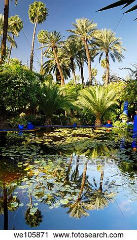 Vertical panorama of watergarden and palm trees at Majorelle Garden in Marrakech Morocco View Large Photo Image Stock Image - Vertical panorama of watergarden and palm trees at Majorelle Garden in Marrakech Morocco. Fotosearch