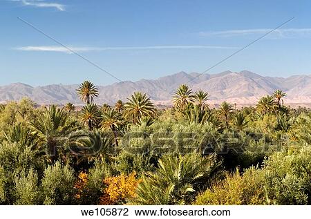 View of High Atlas mountains and the Skoura oasis Palm tree grove from Kasbah Ben Moro Morocco View Large Photo Image Stock Image - View of High Atlas mountains and the Skoura oasis Palm tree grove from Kasbah Ben Moro Morocco. Fotosearch