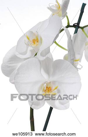 White Phaleanopsis Orchid on white background View Large Photo Image Stock Image - White Phaleanopsis Orchid on white background. Fotosearch