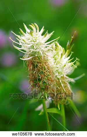 Wild alpine meadow flower - Grindelwald Switzerland View Large Photo Image Stock Photo - Wild alpine meadow flower - Grindelwald Switzerland. Fotosearch