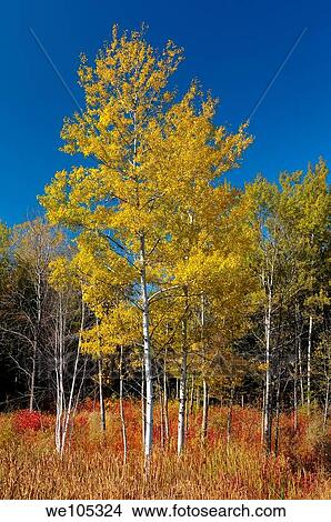 Yellow Aspen tree against a blue sky in Autumn in Oak Ridges Moraine Ontario View Large Photo Image Picture - Yellow Aspen tree against a blue sky in Autumn in Oak Ridges Moraine Ontario. Fotosearch