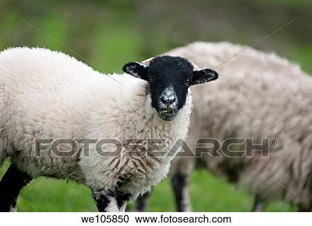 A funny sheep seen in a field in the Derbyshire dales, England View Large Photo Image Stock Image - A funny sheep seen in a field in the Derbyshire dales, England. Fotosearch