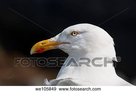 A Herring Gull up close seen at the coastal town of Seahouses, England View Large Photo Image Stock Photo - A Herring Gull up close seen at the coastal town of Seahouses, England. Fotosearch