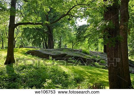 A hillside view of Central Park, New York City, showing a rock outcropping, trees and grass. View Large Photo Image Stock Image - A hillside view of Central Park, New York City, showing a rock outcropping, trees and grass.. Fotosearch