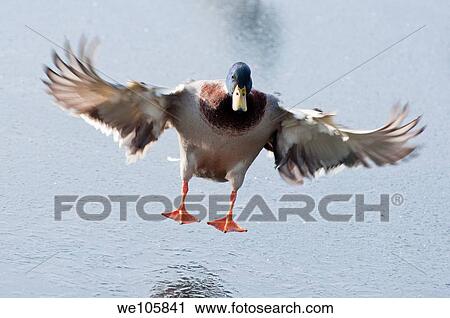 A Mallard Drake landing on a frozen lake in Worcestershire England View Large Photo Image Stock Image - A Mallard Drake landing on a frozen lake in Worcestershire England. Fotosearch