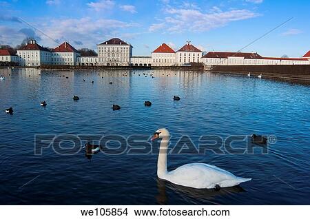 A swan seen at Nymphenburg Palace in Munich in early morning Germany View Large Photo Image Picture - A swan seen at Nymphenburg Palace in Munich in early morning Germany. Fotosearch