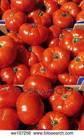Abundance of bright red tomatoes, Provence, France View Large Photo Image Stock Photograph - Abundance of bright red tomatoes, Provence, France. Fotosearch