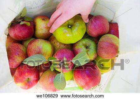 Stock Photo - Apples in Bag MR RF 00-9 No PR. Fotosearch