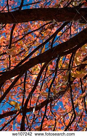Stock Image - Autumn leaves on tree. Fotosearch