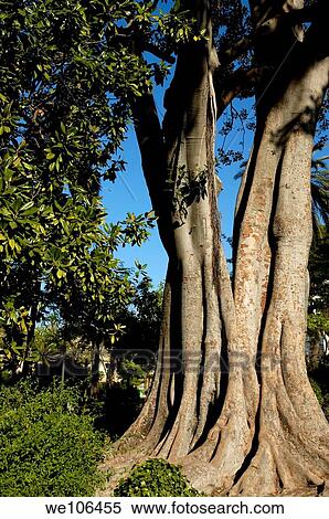 Banyan tree in the Murillo Gardens, Andalusia, Spain View Large Photo Image Stock Photography - Banyan tree in the Murillo Gardens, Andalusia, Spain. Fotosearch