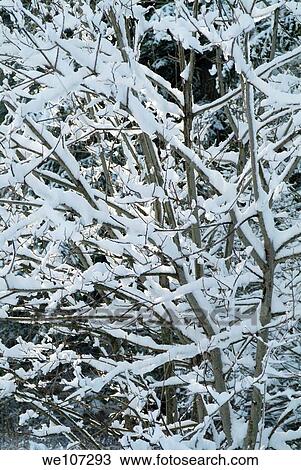 Bare tree branches covered in snow, French Alps, France View Large Photo Image Stock Image - Bare tree branches covered in snow, French Alps, France. Fotosearch