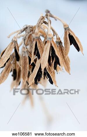 Stock Image - Black Hosta seeds hanging from the dried pods in Winter. Fotosearch