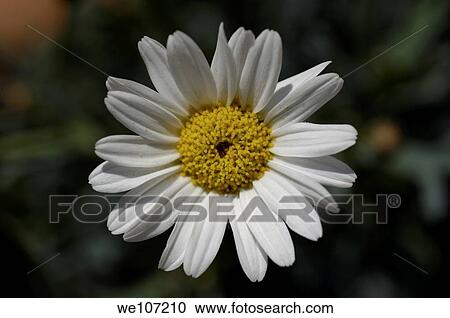 Blooming white Daisy Asteraceae View Large Photo Image Stock Image - Blooming white Daisy Asteraceae. Fotosearch