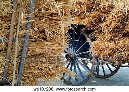 Stock Photograph - Blue cart carrying a full load of straw, Alzonne, France. Fotosearch