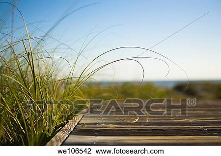 Boardwalk to Beach on Bald Head Island, North Carolina View Large Photo Image Stock Image - Boardwalk to Beach on Bald Head Island, North Carolina. Fotosearch