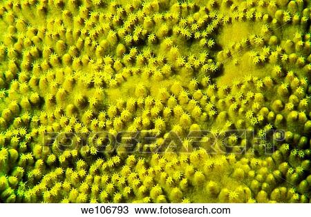 Stock Image - Bright green snark forest growing on a coral reef, Noumea Lagoon, New Caledonia. Fotosearch