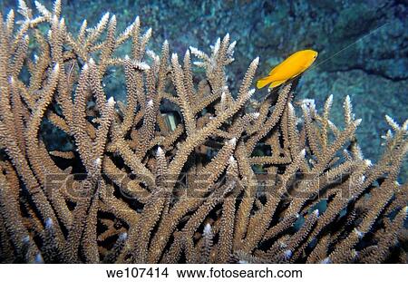 Bright yellow tropical fish swimming around acropora coral View Large Photo Image Picture - Bright yellow tropical fish swimming around acropora coral. Fotosearch