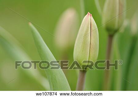 Picture - Budding Tulips, Sweden. Fotosearch