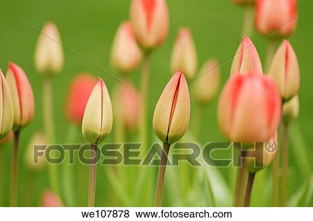 Budding Tulips, Sweden View Large Photo Image Stock Photo - Budding Tulips, Sweden. Fotosearch