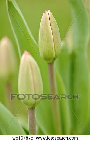 Budding Tulips, Sweden View Large Photo Image Stock Photography - Budding Tulips, Sweden. Fotosearch