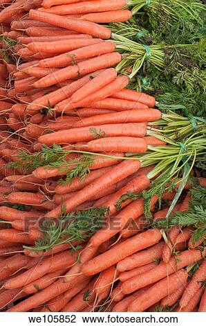 Bunches of carrots on sale at the market View Large Photo Image Stock Image - Bunches of carrots on sale at the market. Fotosearch