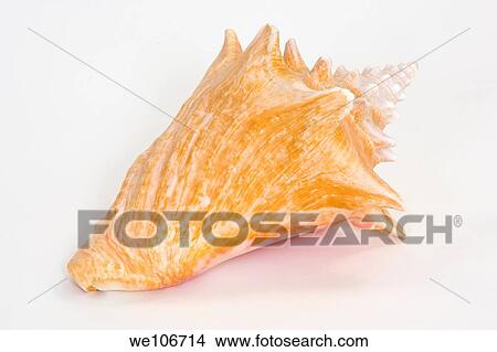 Close up of a Conch Shell on white background View Large Photo Image Picture - Close up of a Conch Shell on white background. Fotosearch