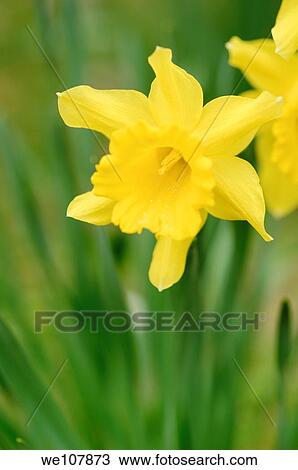 Stock Image - Close-up of Daffodil Narcissus, Sweden. Fotosearch
