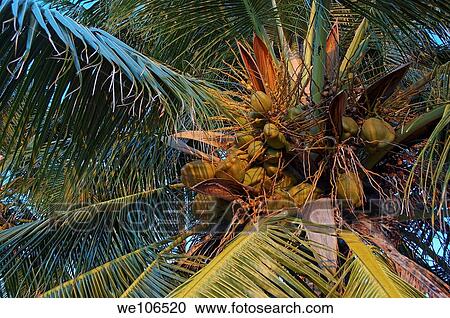 Coconuts growing on a palm tree, Maldives View Large Photo Image Stock Image - Coconuts growing on a palm tree, Maldives. Fotosearch