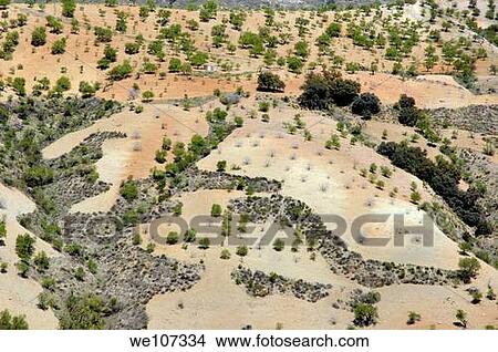 Picture - Crop of fruit trees growing amongst the Alpujarras mountains, Andalusia, Spain. Fotosearch