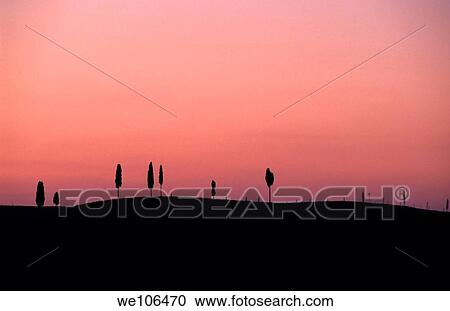 Stock Image - Cypress trees silhouetted at sunset, Tuscany, Italy. Fotosearch