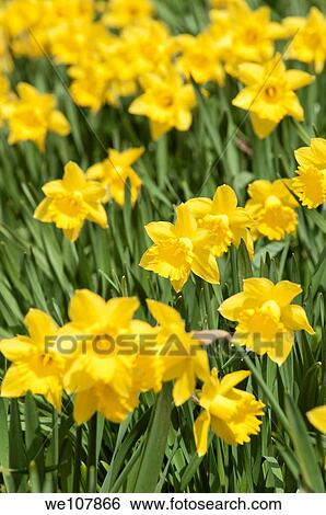 Daffodils, Sweden View Large Photo Image Stock Photograph - Daffodils, Sweden. Fotosearch