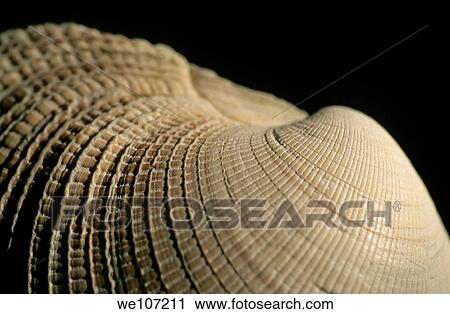 Detail of a textured surface of a seashell View Large Photo Image Stock Image - Detail of a textured surface of a seashell. Fotosearch